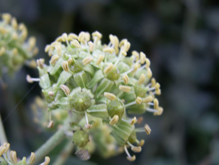 CPIE (10)