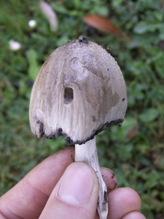 CPIE (40)